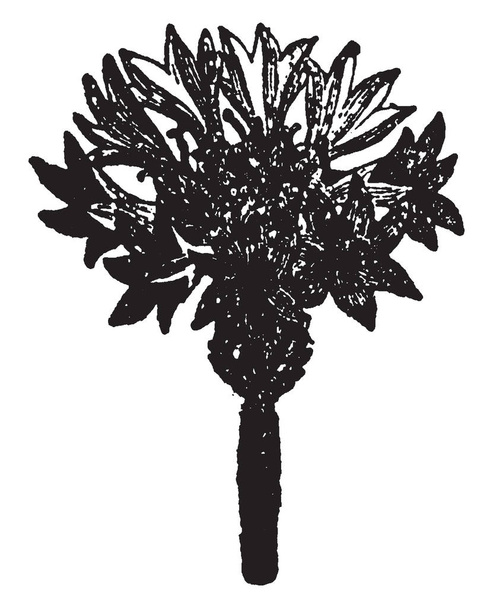 Una imagen muestra la flor de maíz, también conocida como Centaurea cyanus. Es una planta con flores anuales, perteneciente a la familia Asteraceae. Es originaria de Europa. Flor de maíz se cultiva como una maleza en campos de maíz, dibujo de línea vintage o ilustración de grabado
. - Vector, Imagen