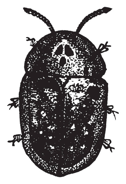 Żuk żółwia, który żywi się głównie rośliny, vintage rysowania linii lub Grawerowanie ilustracja. - Wektor, obraz