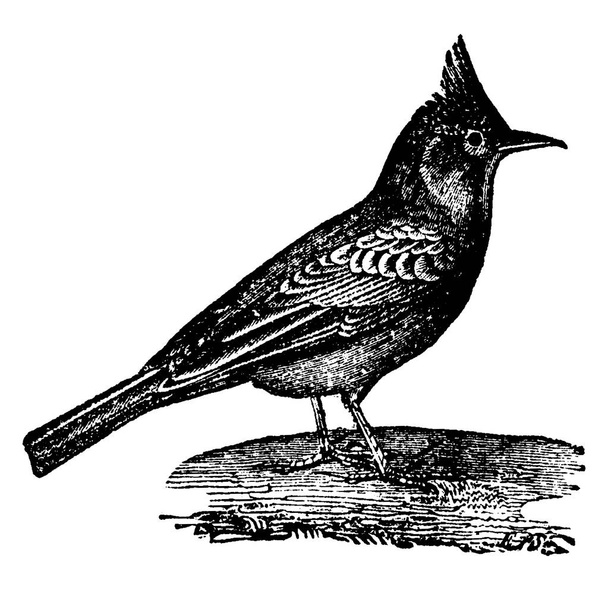 Larks, illustrazione incisa d'epoca. Storia naturale degli animali, 1880
 - Vettoriali, immagini