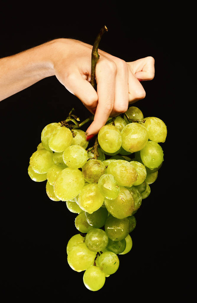 Female hand holds bunch of grapes isolated on black background. - 写真・画像