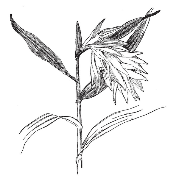 Dit beeld toont een thunia abla. De stengels zijn zeer dunne en lange. Blade brede, vintage lijntekening of gravure illustratie. - Vector, afbeelding