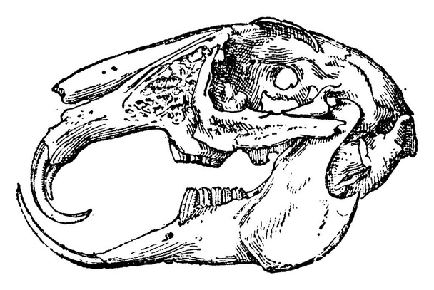 Tavşan korkunç diş, vintage illüstrasyon kazınmış. Doğal Tarih hayvanların, 1880 - Vektör, Görsel