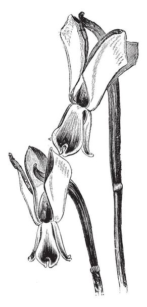 A kép van bemutatás virágok, Galanthus Nivalis Reflexus, általában úgy ismert Cremean hóvirág. A virágok külső lepellevelek szegmensek, reflexed, szüreti vonalas rajz vagy metszet illusztráció. - Vektor, kép