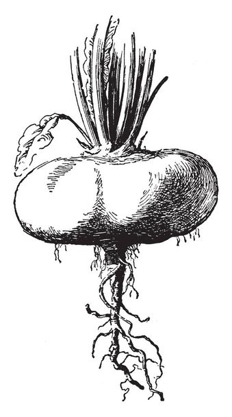 Cette photo montre un Brassica rapa. C'est un type de racines, il pousse sous terre. C'est de forme ronde les feuilles poussent à l'envers du sol. Les feuilles sont minces, dessin de ligne vintage ou illustration de gravure
. - Vecteur, image