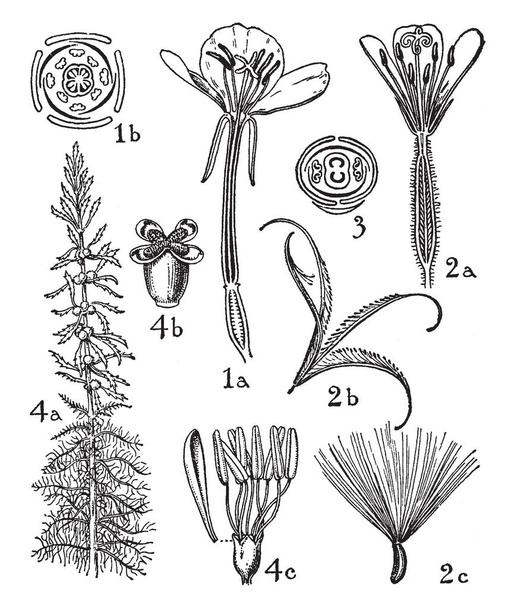 На рисунке изображены цветы из орденов onagraceae и haloragidaceae. Цветы этих категорий, которые иллюстрируются: (1) энотера, (2) эпилобий, (3) циркания, и (4) мириофилл, рисунок винтажной линии или гравировка иллюстрации
. - Вектор,изображение