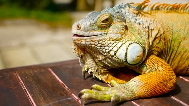 Dragón dormido. Retrato de cerca de Lagarto vibrante descansando. Enfoque selectivo. Iguana verde nativa de zonas tropicales
 - Imágenes, Vídeo