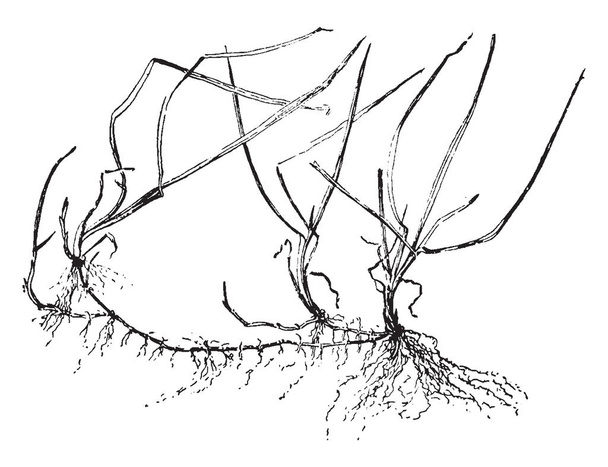 Esta imagen que muestra la hierba azul, las hojas son muy delgadas y largas, raíces también largas y delgadas, dibujo de línea vintage o ilustración de grabado
. - Vector, Imagen