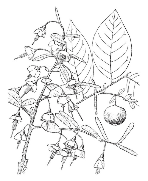 Obrázek ukazuje Vaccinium Stamineum kvetoucí rostlina. Má široké, ploché listy a malé Borůvka. Je původem z USA a má malé chloupky na rostlinu, vintage kreslení čar nebo gravírování obrázku. - Vektor, obrázek