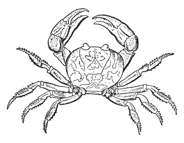 Violet Land Crab est Gecarcinus ruricola, dessin de ligne vintage ou illustration de gravure
. - Vecteur, image