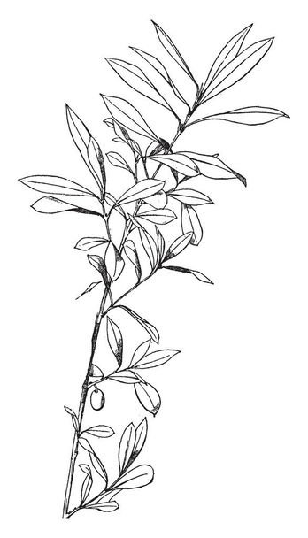 Olive Ornament blossoms a small white oval fruit, vintage line drawing or engraving illustration. - ベクター画像