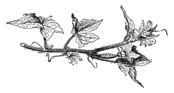 Kurkku Sativus (kurkku) kasvit ovat tendril laakeri viiniköynnösten kolmion piikikäs piikikäs karvainen lehdet ja keltaiset kukat, jotka ovat joko uros tai naaras, vuosikerta linja piirustus tai kaiverrus kuva
. - Vektori, kuva