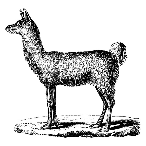 Лама, vintage вигравірувані ілюстрації. Науково-природознавчий тварин, 1880 - Вектор, зображення