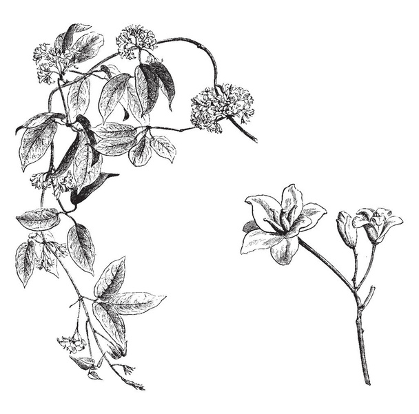 This picture is showing Flowering Branch and Detached Female Flowers of Holboellia Latifolia. It is member of Lardizabalaceae family very fragrant flowers are grows twenty feet tall, vintage line drawing or engraving illustration. - Vektor, obrázek