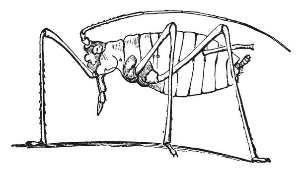Bodziszek wesz roślin – rodzaj małych roślin ssanie owady, vintage rysowania linii lub Grawerowanie ilustracja. - Wektor, obraz