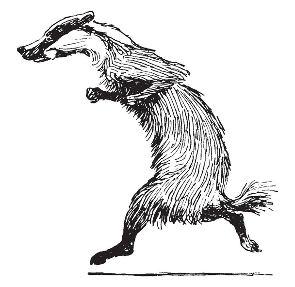 The badger animal is running, vintage line drawing or engraving illustration - Vector, Image