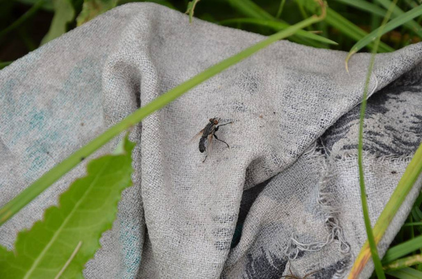 На цій фотографії показано, як сидить муха на ганчірці
 - Фото, зображення