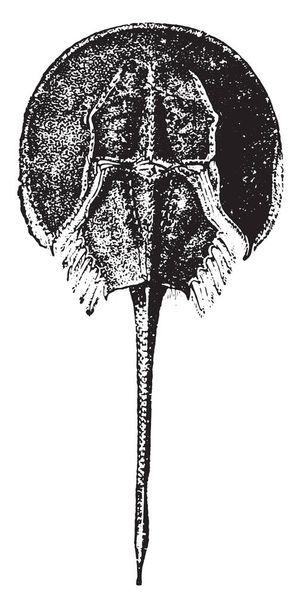 Hevosenkenkä rapu, vuosikerta kaiverrettu kuva. Eläinten luonnonhistoria, 1880
 - Vektori, kuva