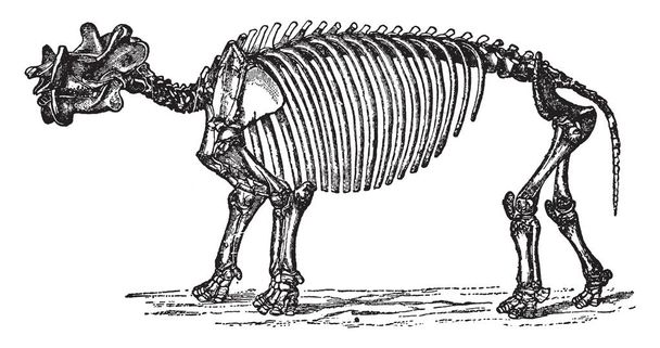 Dinoceras Mirabile, který je velký a silný, vintage kreslení čar nebo gravírování obrázku. - Vektor, obrázek