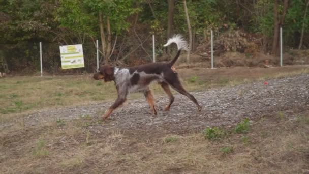 french epanol dog is played - Felvétel, videó