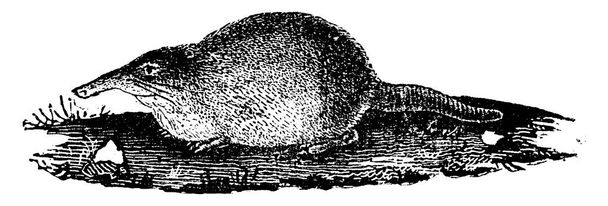 Хохуля, vintage вигравірувані ілюстрації. Науково-природознавчий тварин, 1880 - Вектор, зображення