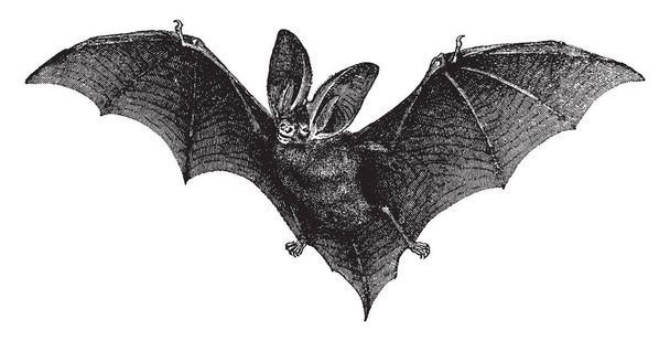 Brown Long Eared Bat is a mammal in the Vespertilionidae family of evening bats, vintage line drawing or engraving illustration. - Вектор, зображення