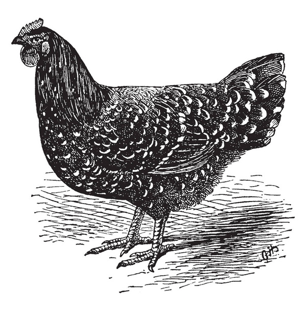 Mottled Java Hen è una razza di pollo originario degli Stati Uniti, linea vintage disegno o incisione illustrazione
. - Vettoriali, immagini