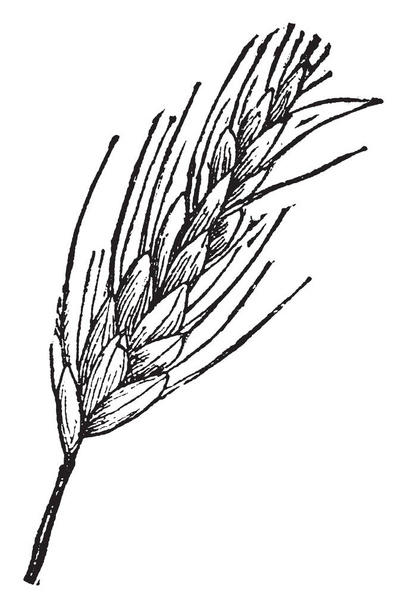 The topmost part of this wheat crop is called wheat ear, vintage line drawing or engraving illustration. - Vector, Image