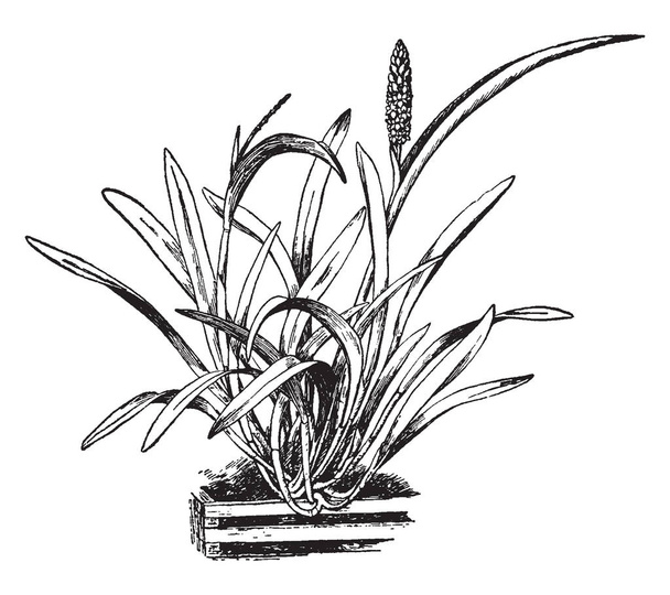 ein Bild zeigt die Pflanze Arpophyllum spicatum. Die Blüten sind lila mit einer leuchtend violetten Lippe. Seine Blätter sind wie Jowari-Pflanzen und er hat Stängel, die hoch wachsen. die Blumen sind zahlreich und wachsen wie Reis, Vintage-Linienzeichnung oder Gravierillustration. - Vektor, Bild