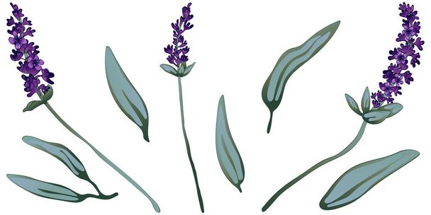 Violet lavender in a vector style isolated. Full name of the plant: lavender. Vector flower for background, texture, wrapper pattern, frame or border. - Vector, Image