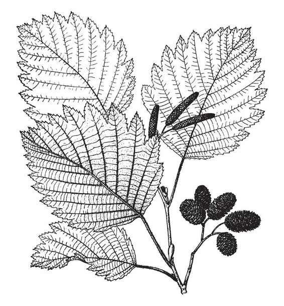 Dans ce cadre, il y a l'arbre Alnus Ticchorea et les feuilles sont épineuses et pointues. Et il a commencé à grandir comme une coquille de conque, dessin de ligne vintage ou illustration de gravure
. - Vecteur, image