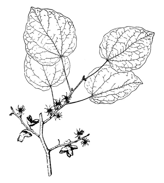 Una imagen muestra a Disanthus Cercidifolius. Esta es una especie de planta con flores perteneciente a la familia Hamamelidaceae. Esta planta es originaria de Japón y China. Tiene flores de color púrpura oscuro y ramas delgadas, dibujo de línea vintage o ilustración de grabado
. - Vector, Imagen