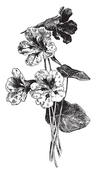 Tropaeolum Majus is a flowering plant in the family Tropaeolaceae, originating in the Andes from Bolivia north to Colombia. It is red color flowers, vintage line drawing or engraving illustration. - Vetor, Imagem