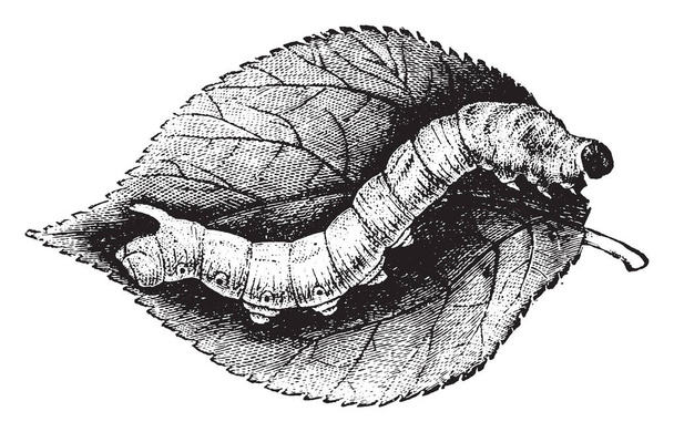 Caterpillar Bombyx μουριάς, vintage χαραγμένο εικονογράφηση. Φυσική ιστορία των ζώων, 1880 - Διάνυσμα, εικόνα