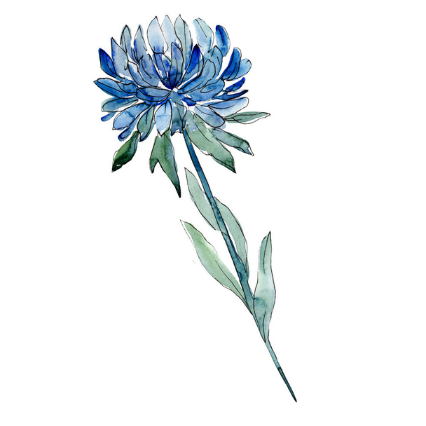 Aquarel blauw aster bloem. Floral botanische bloem. Geïsoleerde illustratie element. Aquarelle wildflower voor achtergrond, textuur, wrapper patroon, frame of rand. - Foto, afbeelding