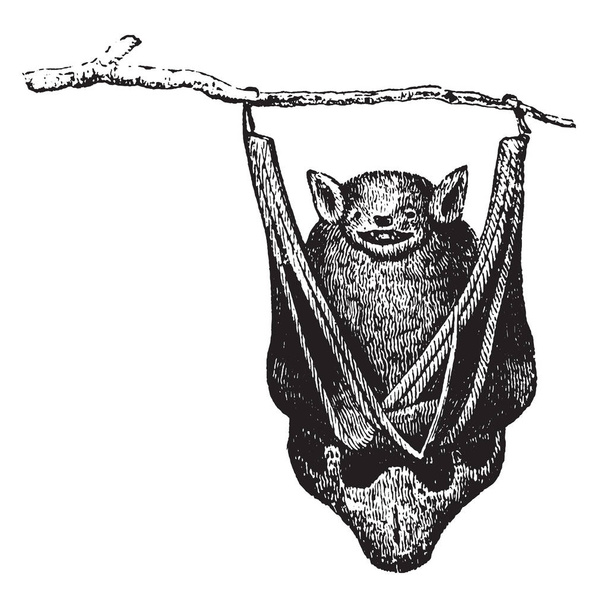 Bats are mammals of the order Chiroptera whose forelimbs form webbed wings, vintage line drawing or engraving illustration. - Vektör, Görsel