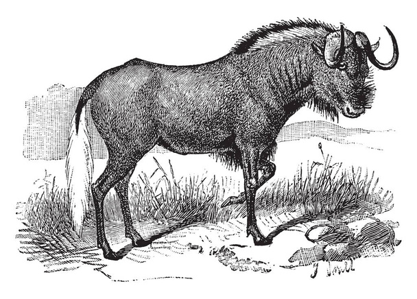 Black GNU jest afrykańskich ssaków rodziny krętorogich, vintage rysowania linii lub Grawerowanie ilustracja. - Wektor, obraz