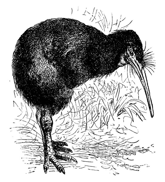 Apteryx, retro rytá ilustrace. La Vie dans la nature, 1890. - Vektor, obrázek