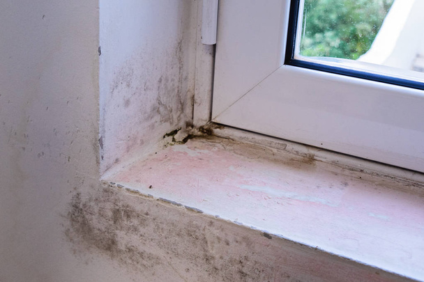 Molde negro en alféizar de ventana blanca. La mala ventilación, la humedad, la condensación causan hongos en las paredes
 - Foto, Imagen