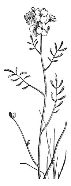 This is a charming wildflower which is found in marshy or damp ground especially along the sides of streams and ditches. It can also be found nestled on the edge of cool woodland, vintage line drawing or engraving illustration. - Vector, Image
