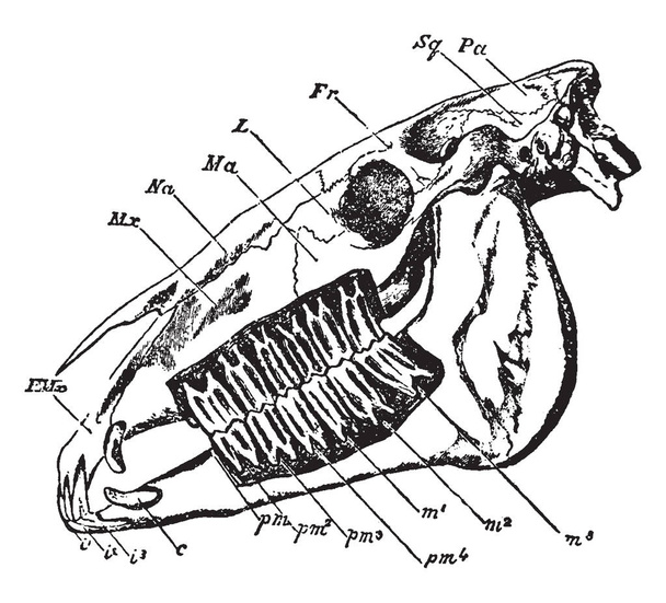 Horse Skull where the domestic horse is the best known perissodactyl, vintage line drawing or engraving illustration. - Vector, Image