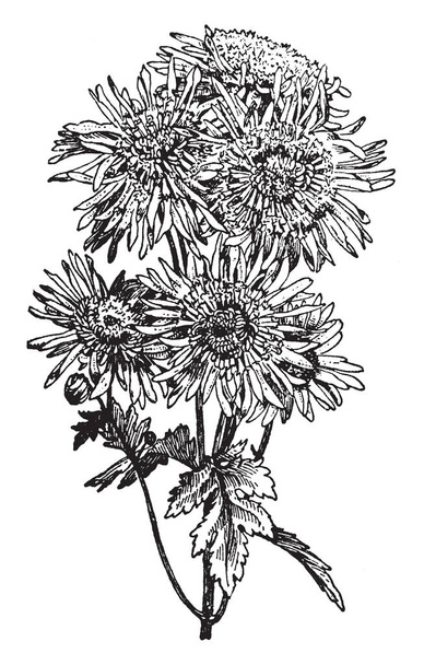 A large genus, Japanese Anemone, of perennial herbs of the buttercup family has divided leaves and showy flowers without petals but with sepals also called windflower, vintage line drawing or engraving illustration. - Vector, Image