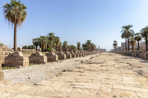 Sphinxstraße am Eingang zum Luxor-Tempel, einem großen altägyptischen Tempelkomplex am Ostufer des Nils in der Stadt, die heute Luxor (das antike Theben) genannt wird).  - Foto, Bild