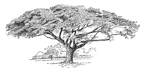 Bild von Samanea saman tree. Es ist eine Art blühender Baum in der Familie der Erbsen. die Blätter falten sich bei regnerischem Wetter und am Abend, daher der Name "Regenbaum" und "Fünf-Uhr-Baum", Vintage-Linienzeichnung oder Gravierillustration. - Vektor, Bild