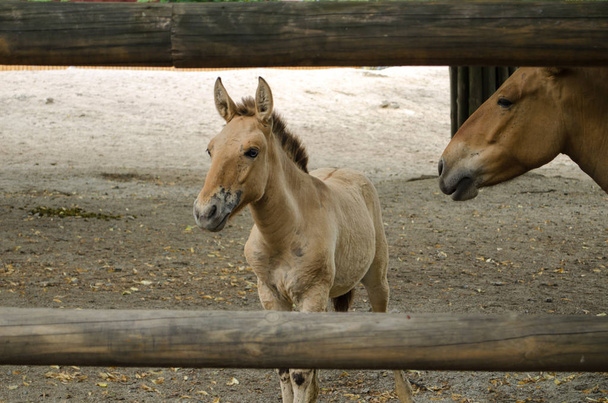 Les chevaux de Przewalski mère et fils. Chevaux Przewalski mère et fils dans le zoo de Kiev. C'est génial de voir une nouvelle génération d'une espèce qui a failli disparaître.
. - Photo, image