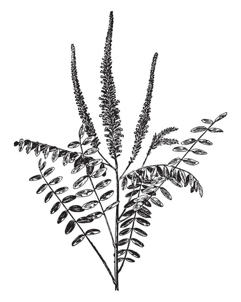 Kuvassa Amorpha Fruticosa Plant & sen osat. Tämä laji kukkivat kasvit palkokasvien perhe tunnetaan yleisnimillä, kuten aavikko väärä indigo, väärä indigo-pensas, ja kukat ovat tumman violetti, vintage linja piirustus tai kaiverrus kuva
 - Vektori, kuva
