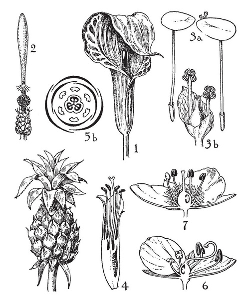 画像は、サトイモ科、Lemnaceae、パイナップル科、ツユクサの注文を示しています。1 テンナンショウ、肉穂花序 2 アルム肉穂花序 3 アオウキクサ 3a 仏炎苞 4 bromelia 花 5 ananas 5a 結実 6 ツユクサ花 7 ムラサキツユクサ属花、ビンテージの線の描画や彫刻イラスト. - ベクター画像