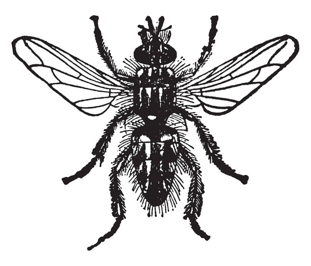Blow Fly è il nome dato popolarmente a queste due mosche alate, disegno a linee vintage o illustrazione dell'incisione
. - Vettoriali, immagini