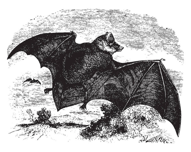 Particolour Bat of the Genus Vespertilio - это небольшие и многочисленные рисунки на винтажных линиях или гравировка.
. - Вектор,изображение