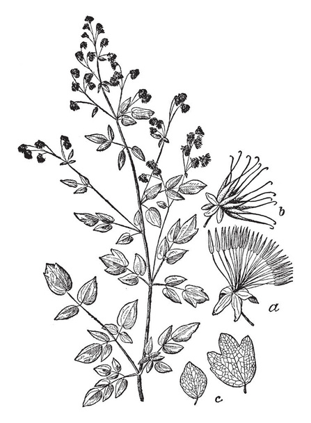 Esta imagen se encuentra en las Ranunculaceae de la familia Thalistram, hay muchas especies de plantas de flores, y su nombre común es terreno herboso. Por lo general se encuentra en lugares sombríos o húmedos, dibujo de línea vintage o ilustración de grabado
. - Vector, imagen