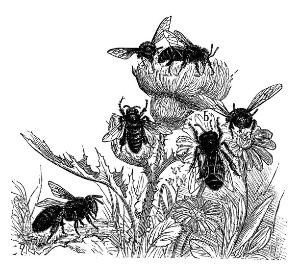Μέλισσες, vintage χαραγμένη απεικόνιση. La Vie dans la nature, 1890. - Διάνυσμα, εικόνα